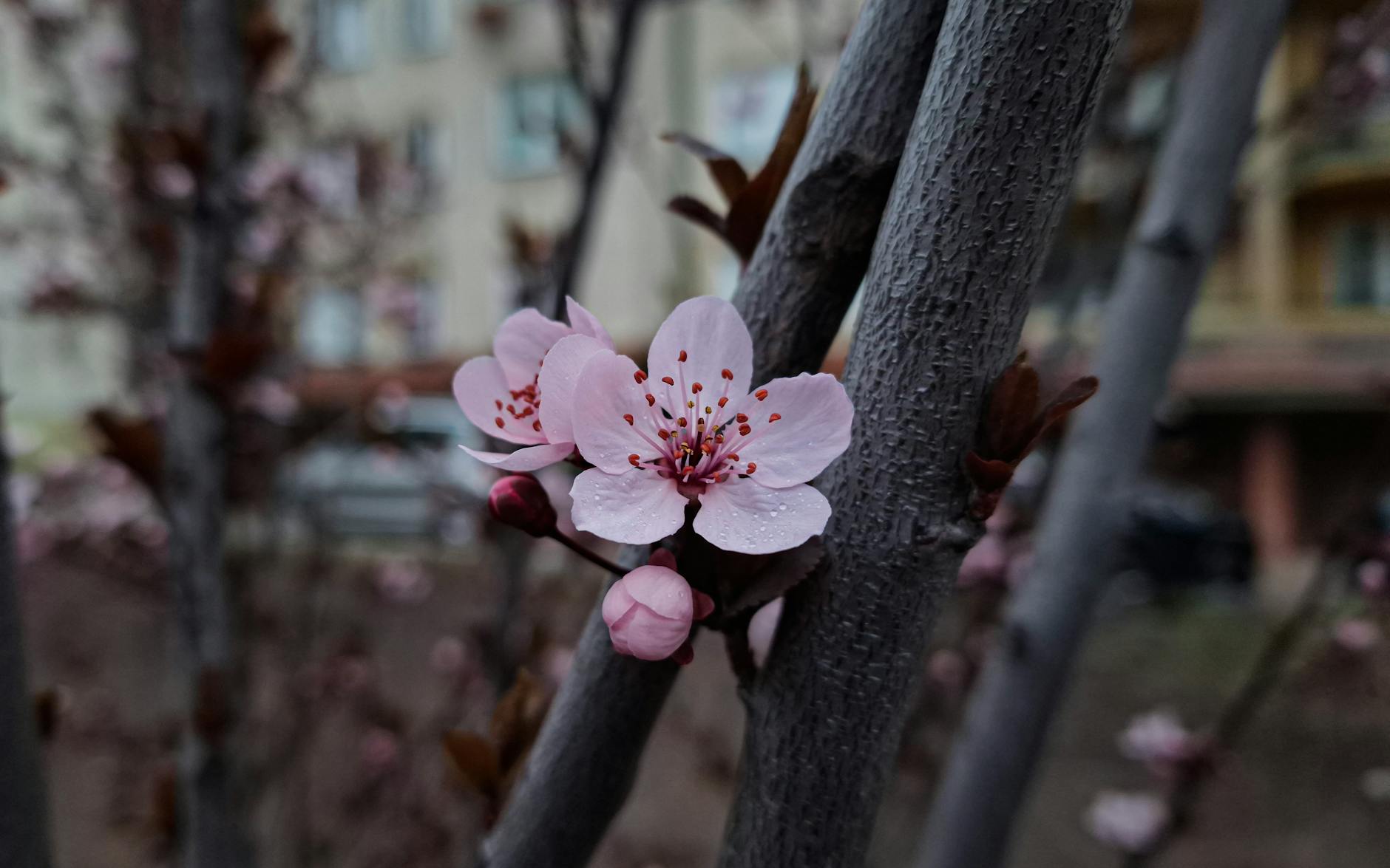 Biało-różowe kwitnące wiśnie w Brańsku, wiosenny krajobraz z sadami owocowymi w tle
